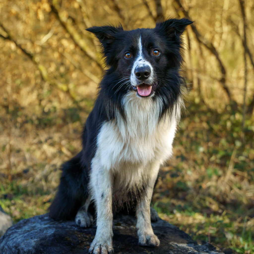Home Mervyn - Nosey Pet