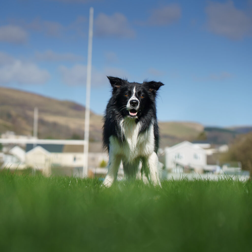 Home Mervyn - Nosey Pet